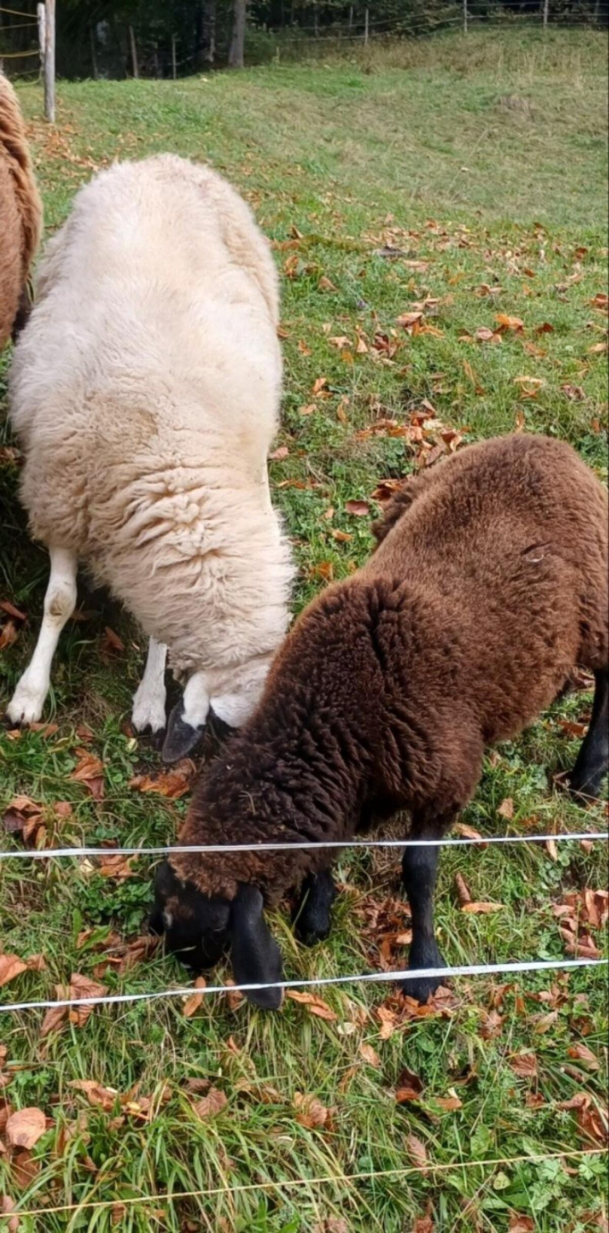 Bio Schafe Brillenschaf x Bergschaf geb. 05.25 3