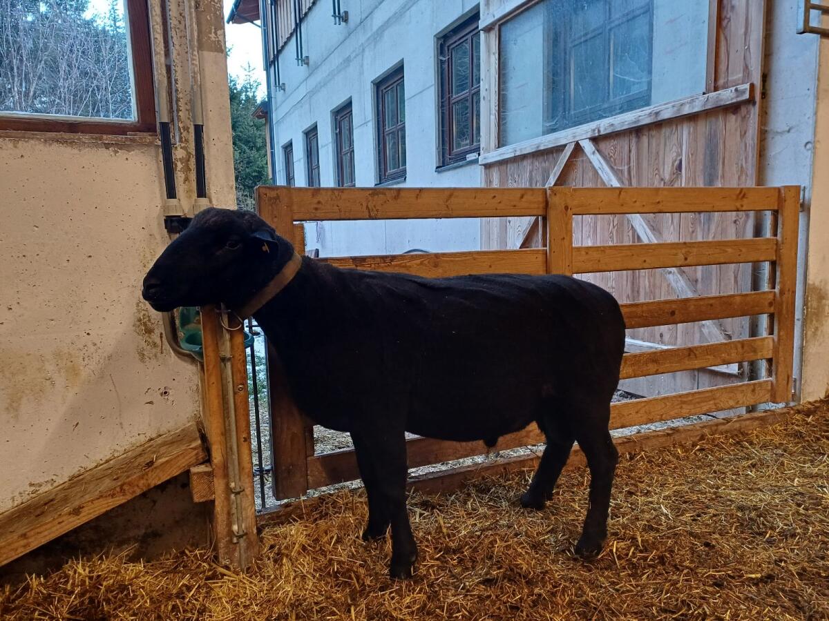 Bio Jura Zuchtwidder 1