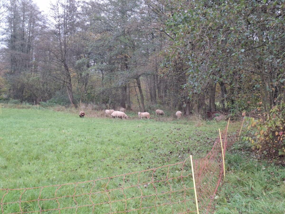 Waldschafe und Krainer Steinschaflämmer 2