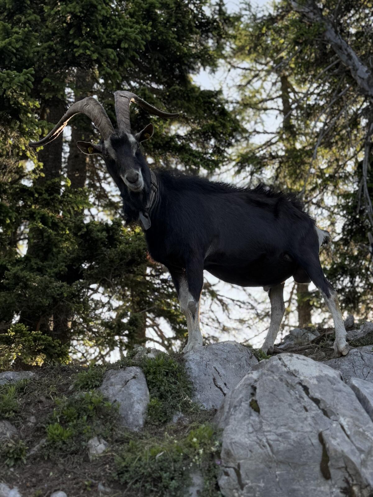 Bündner Strahlenbock 1