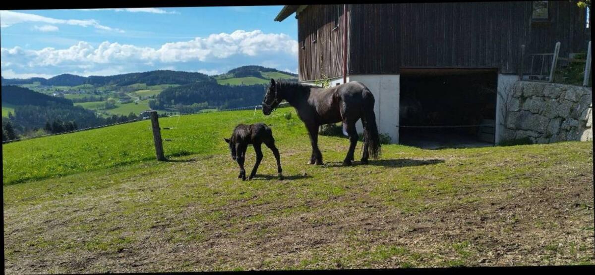 Zschini Schaunitz XVII Hengst 2