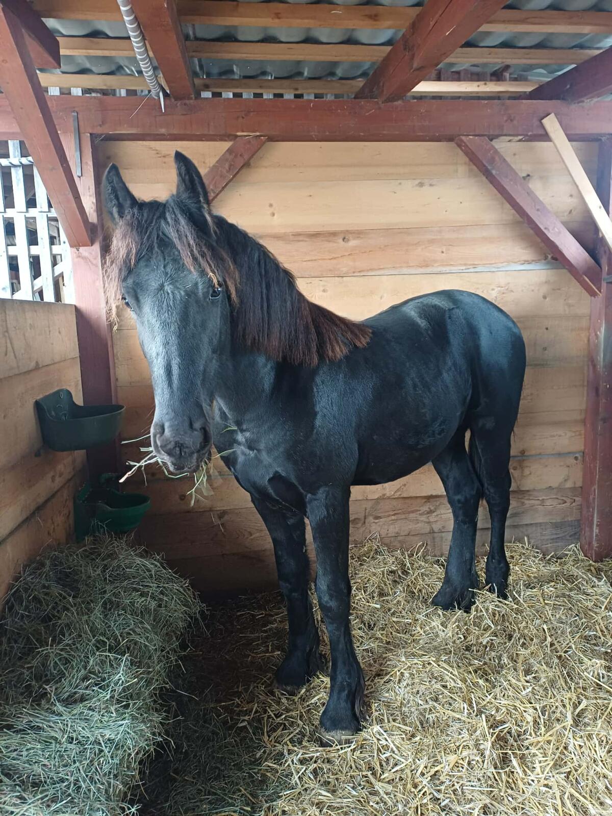 Pferd Friesen Cezar 3