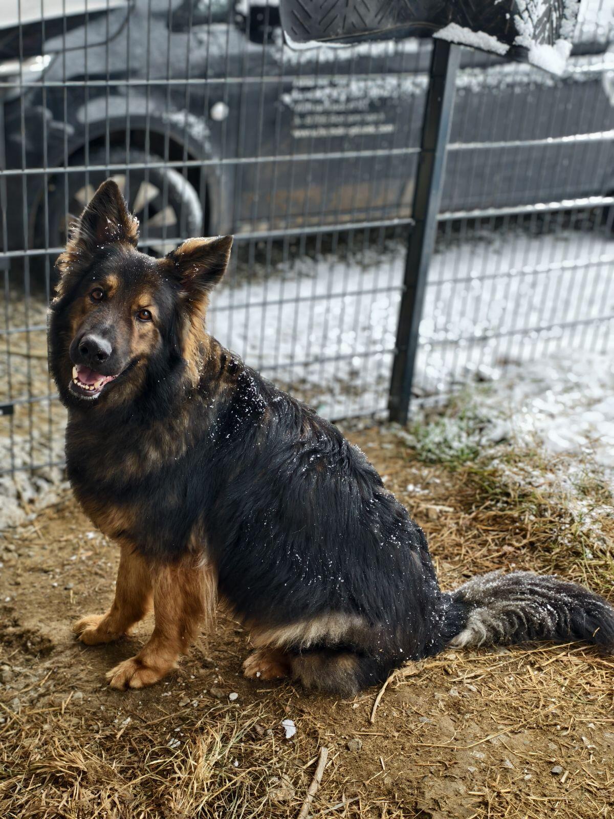Altdeutscher Schäferhund 2