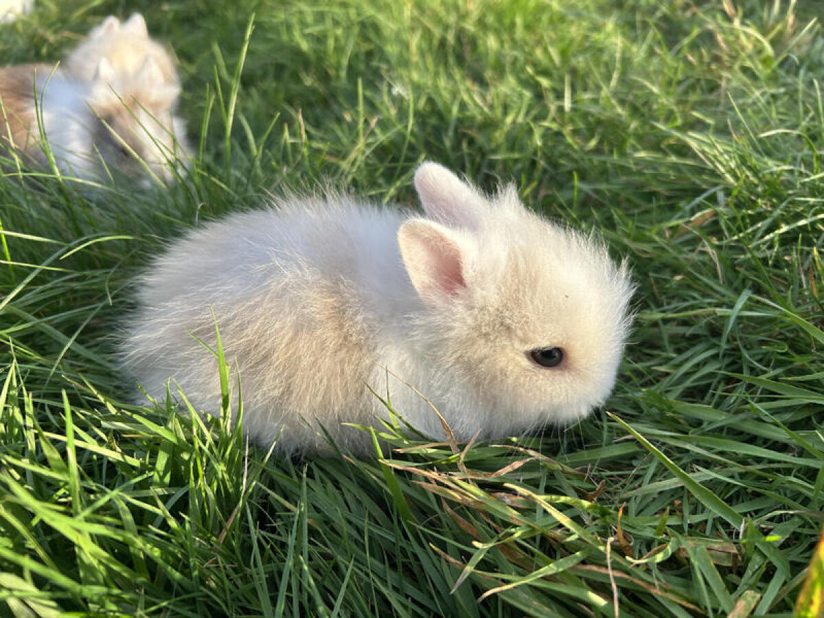 Kleinbleibende Teddyzwerge und Löwenköpfchen Männchen 1