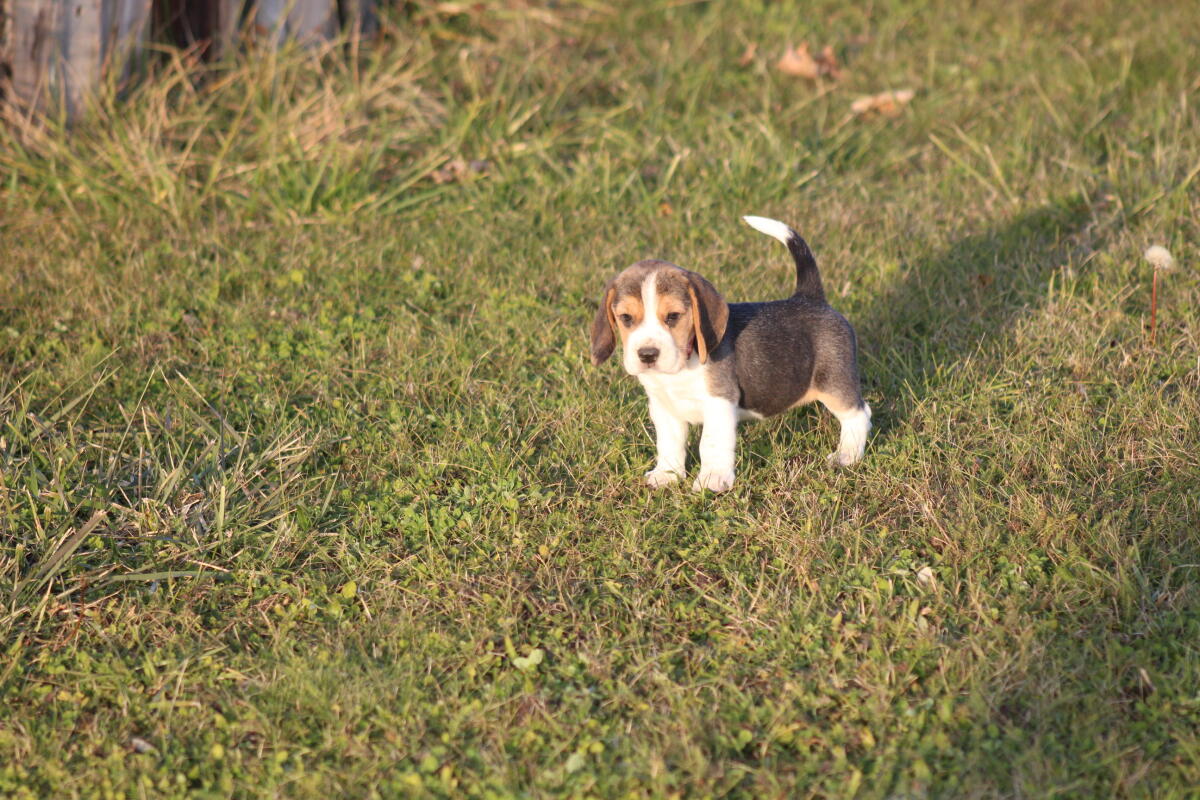 Beagle-Welpen suchen in Kürze ihr Traumzuhause 3