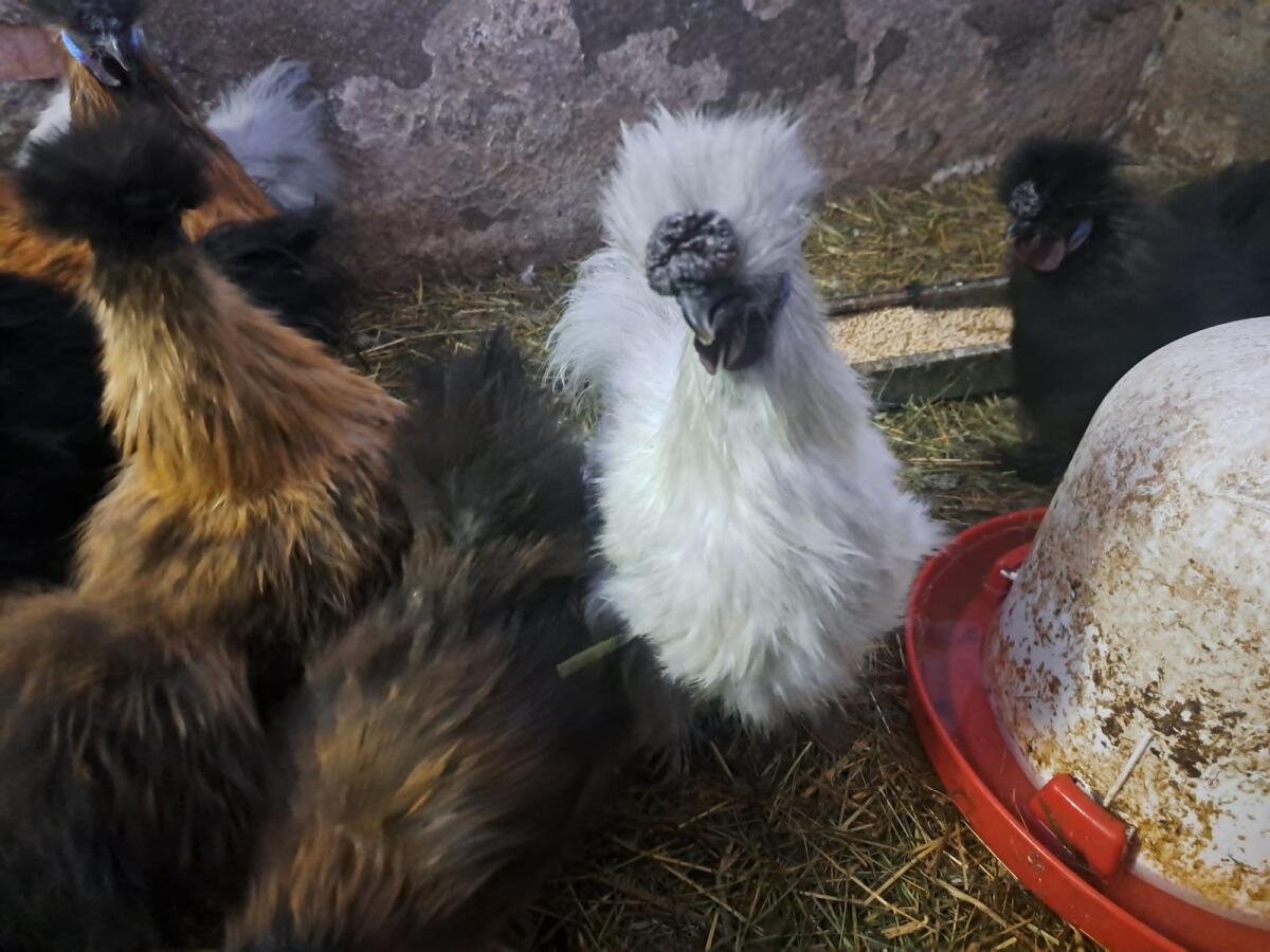 Zwergseiden-Junghähne 2