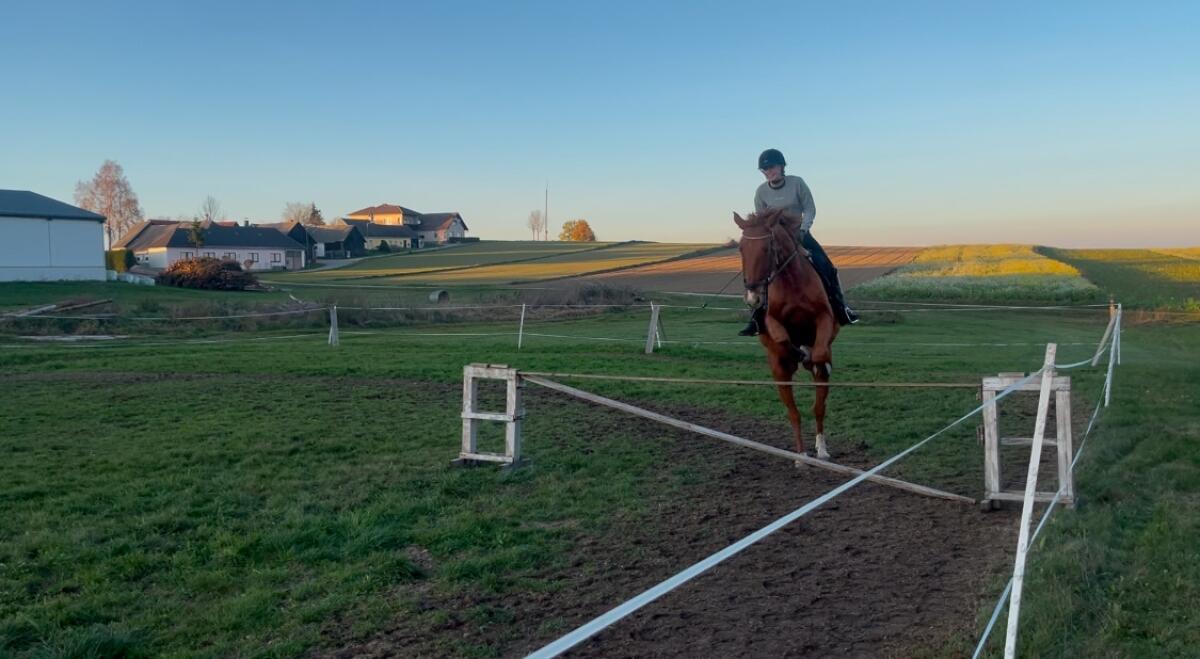 Pferdeverkauf Wallach Nitro 3