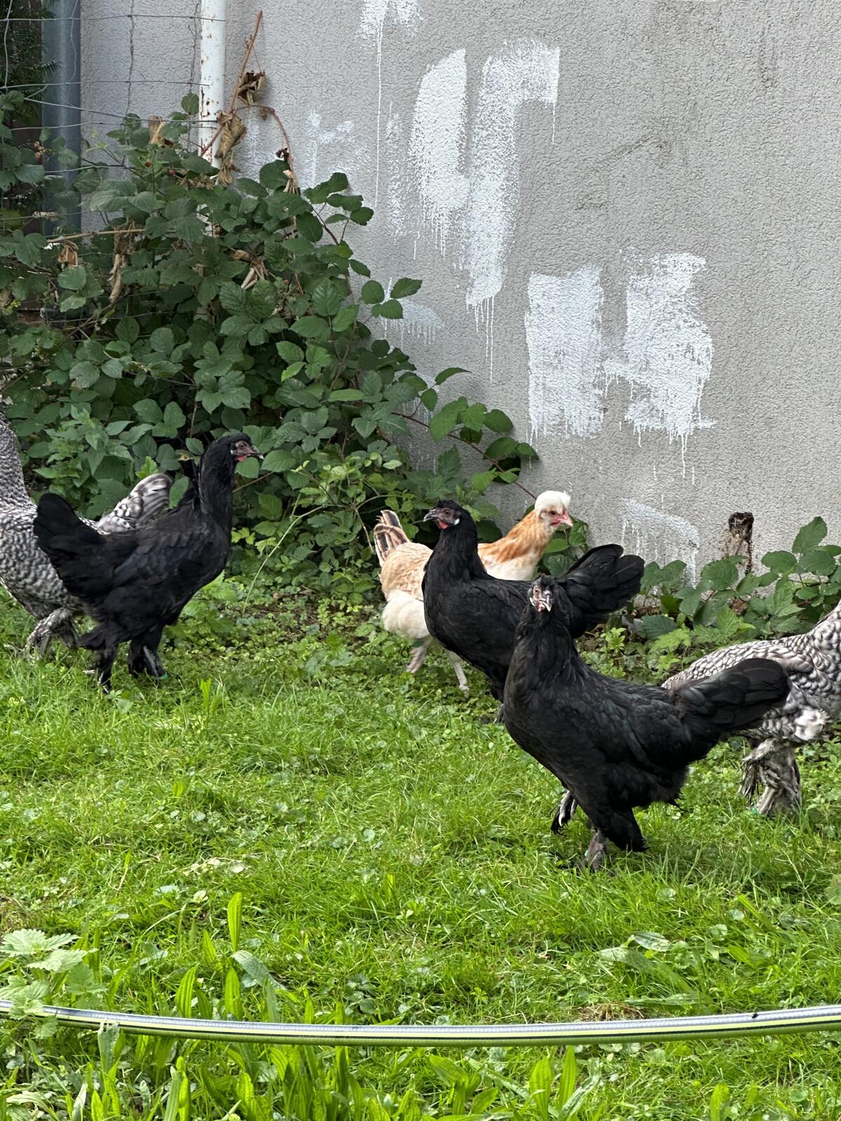 Legehennen - Junghennen 1