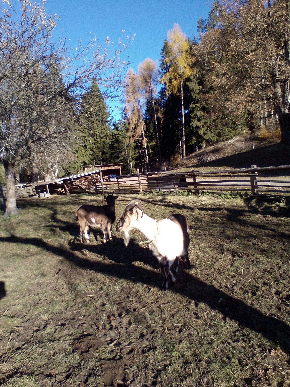 Mutterziege mit Jungziege 1