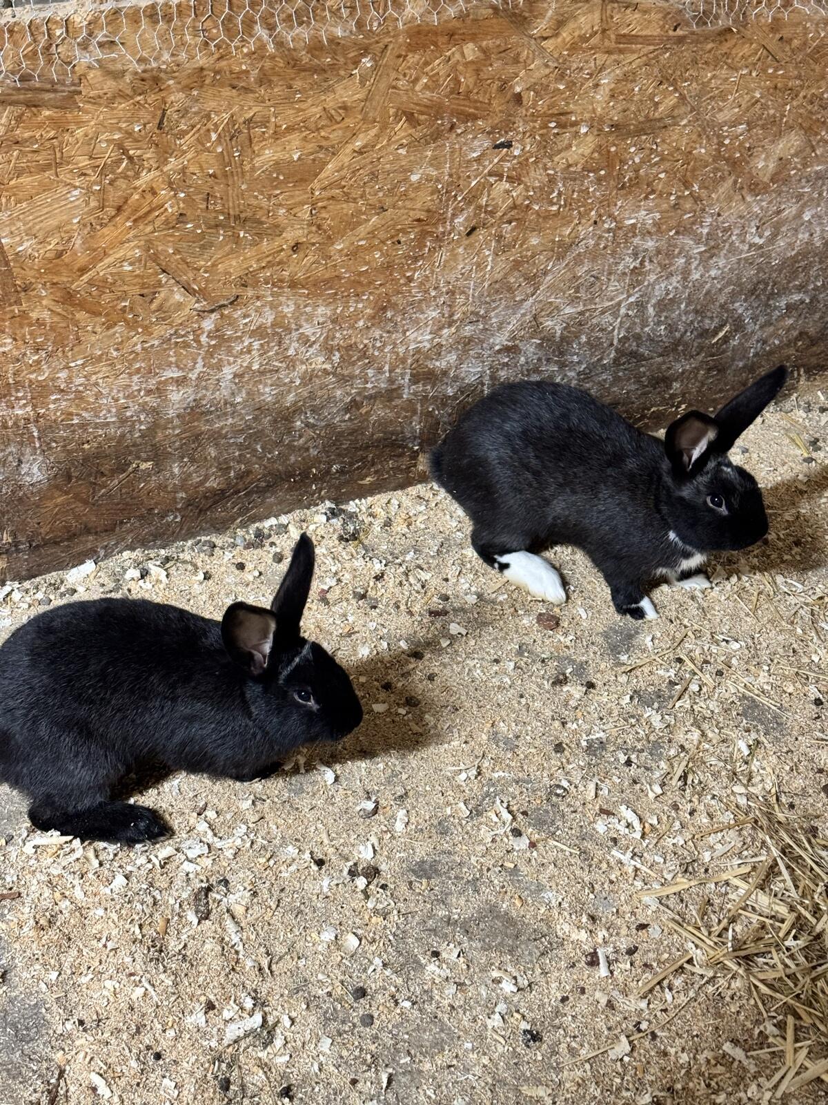 Junge Fleischhasen 2