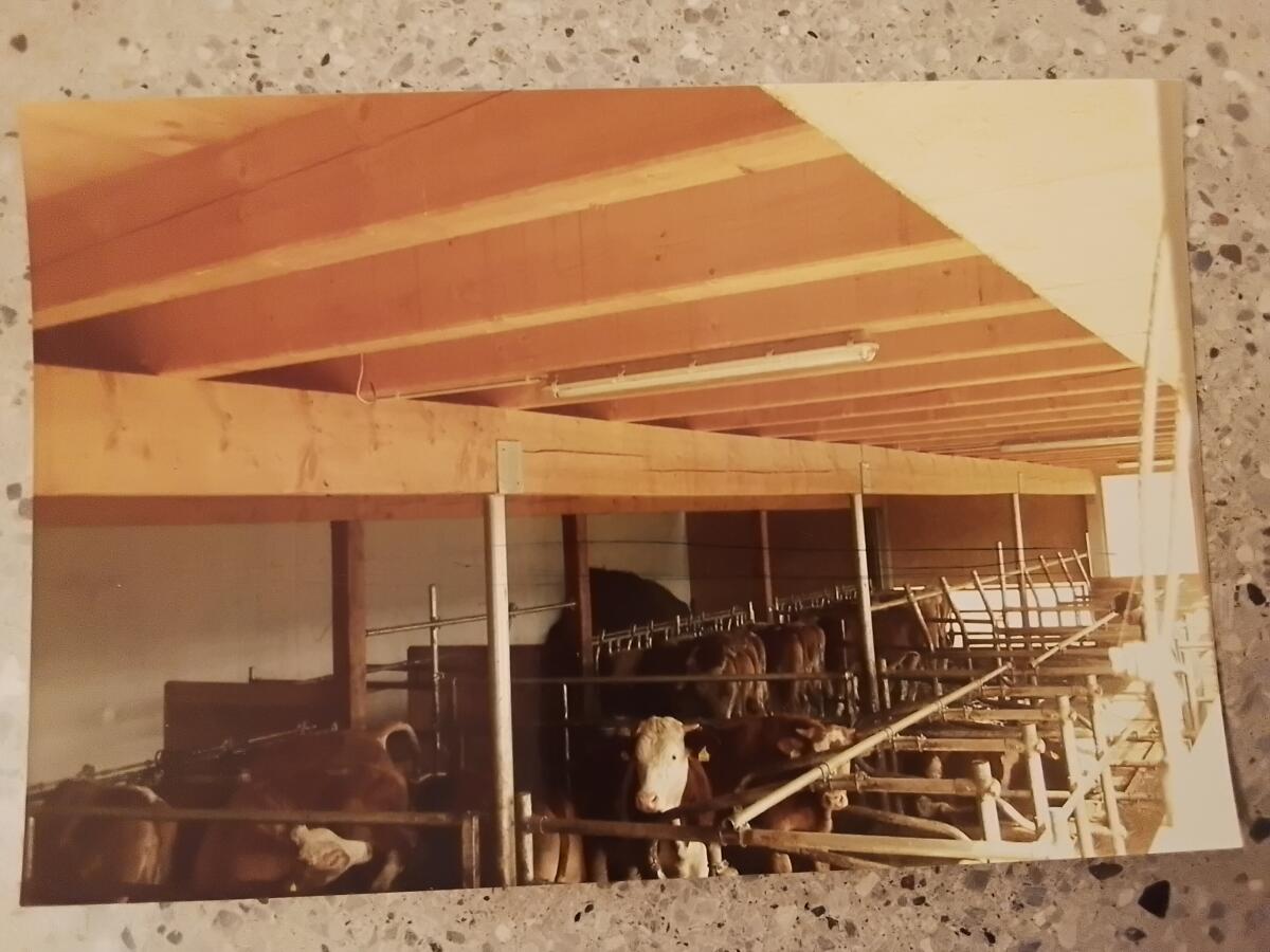 Wölfleder Liegeboxenaufstallung 2