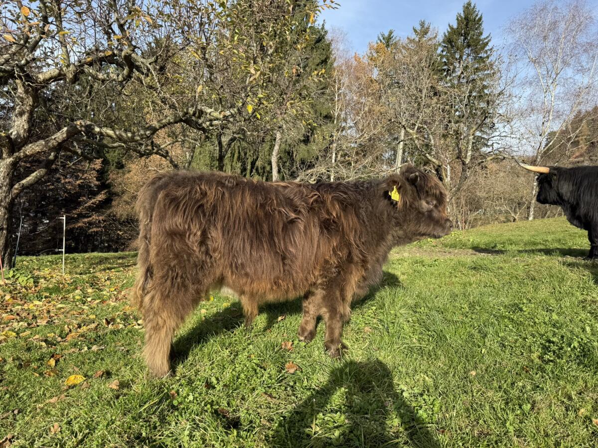 Hochlandrind Stierkalb 3
