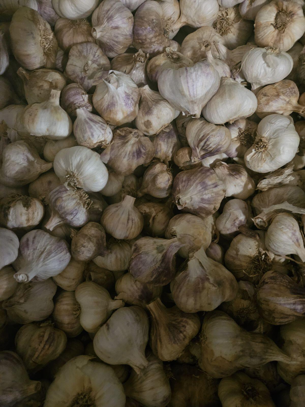 Knoblauch und Zwiebel 3