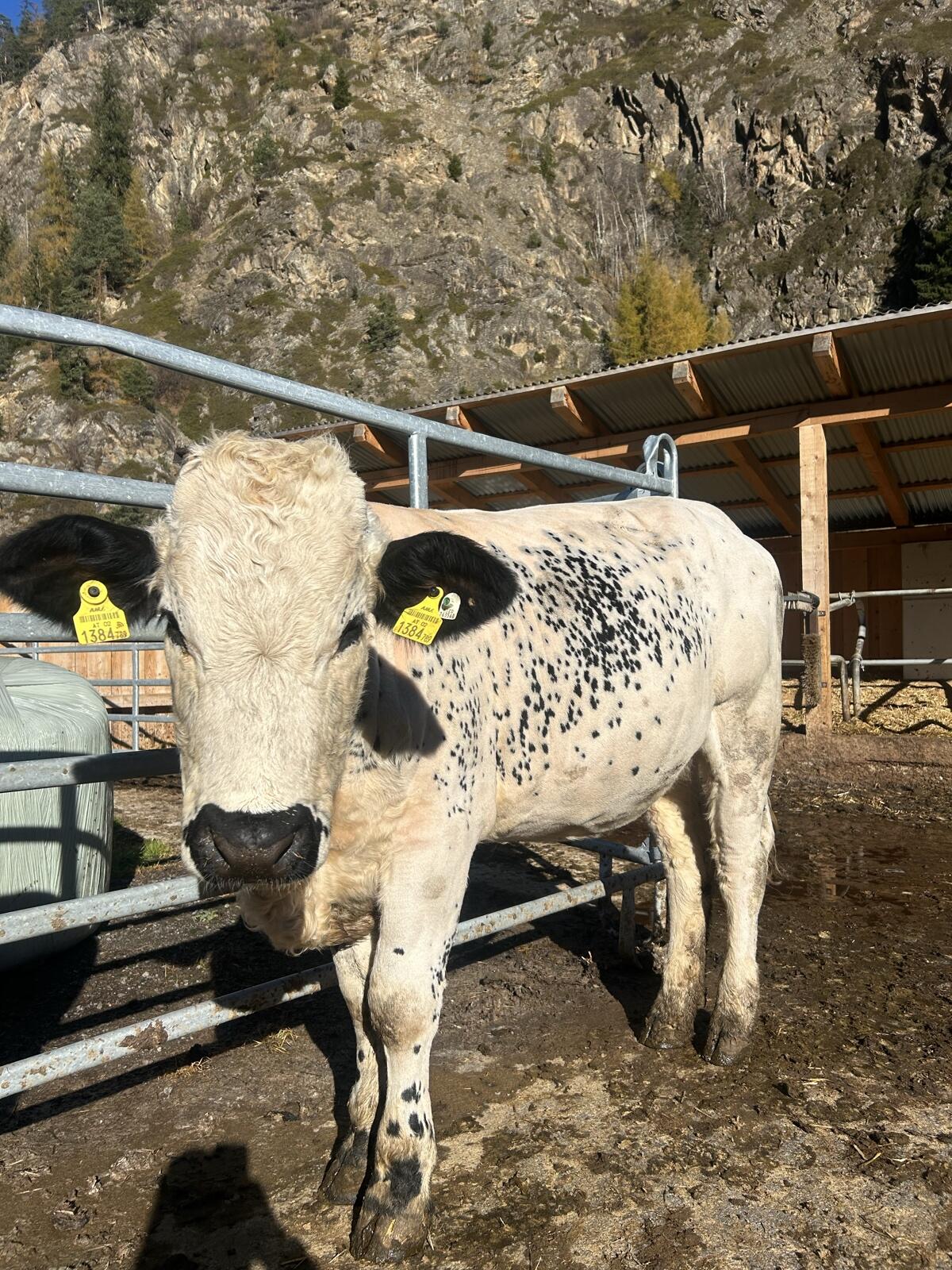 Pustertaler Sprinzen 1