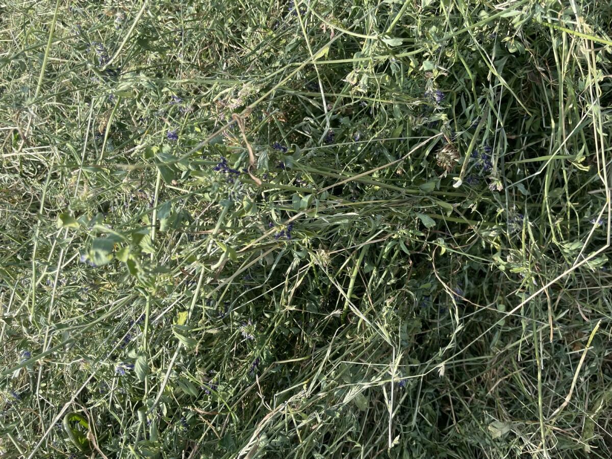 Luzerneheu Klein-Rundballen 3