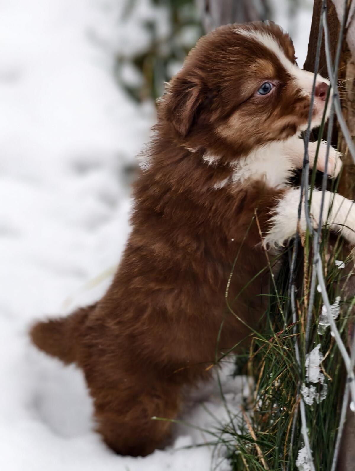 Australian Shepherd mit Ahnentafel 2