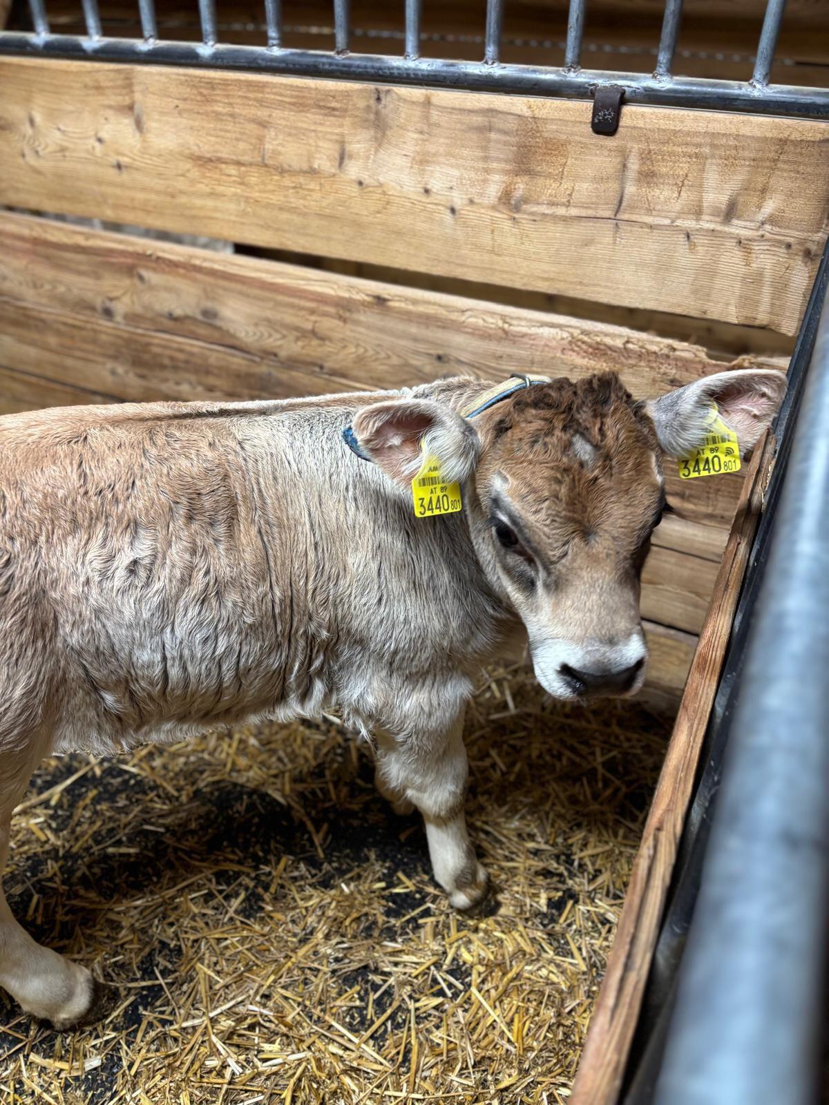 2 Grauvieh Zuchtkälber 2