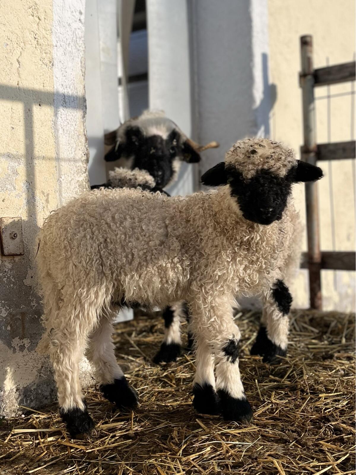 2 Walliser Schwarznasenschafe 1