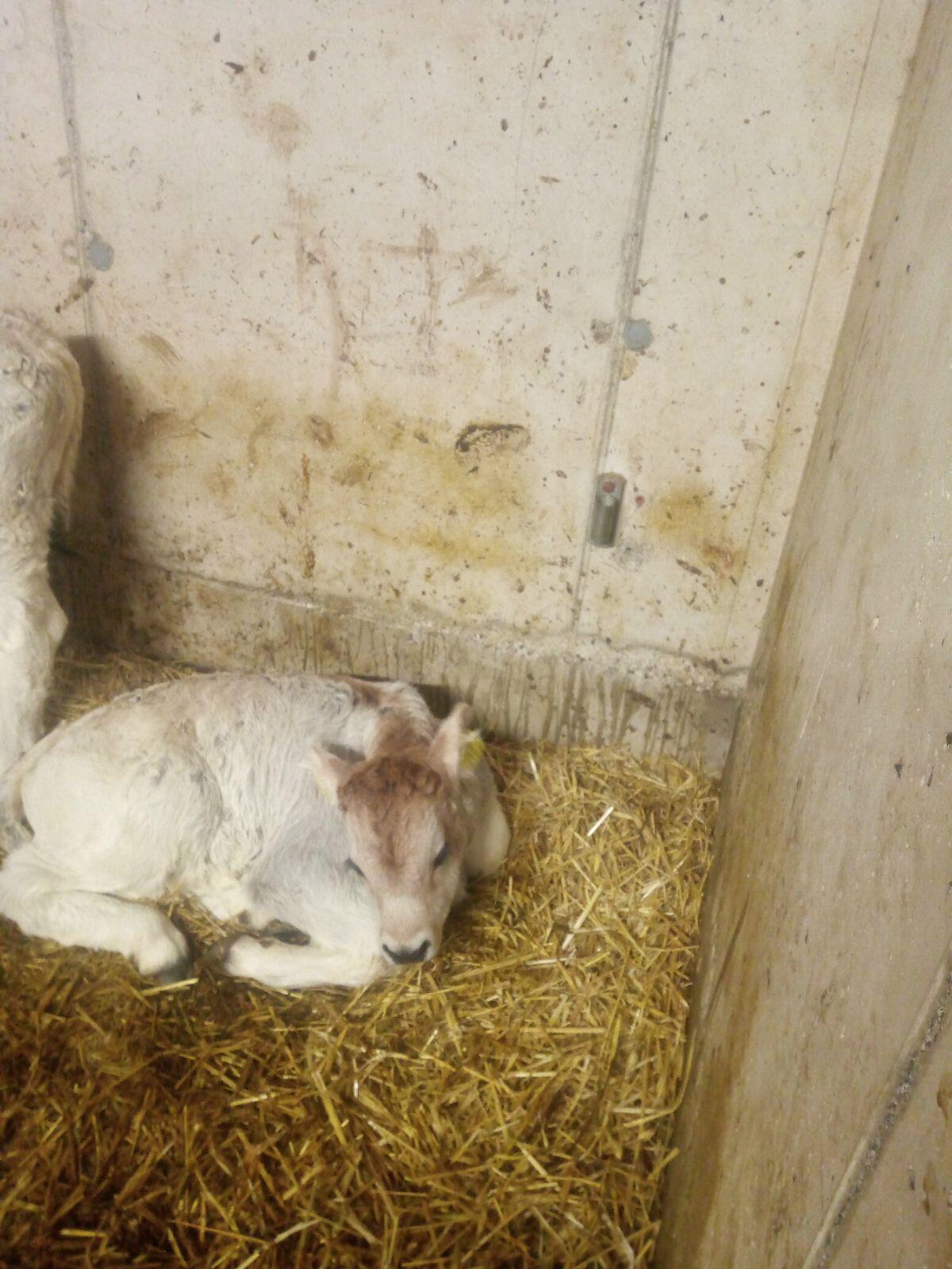 Bio Tiroler Grauvieh Stierkalb 2