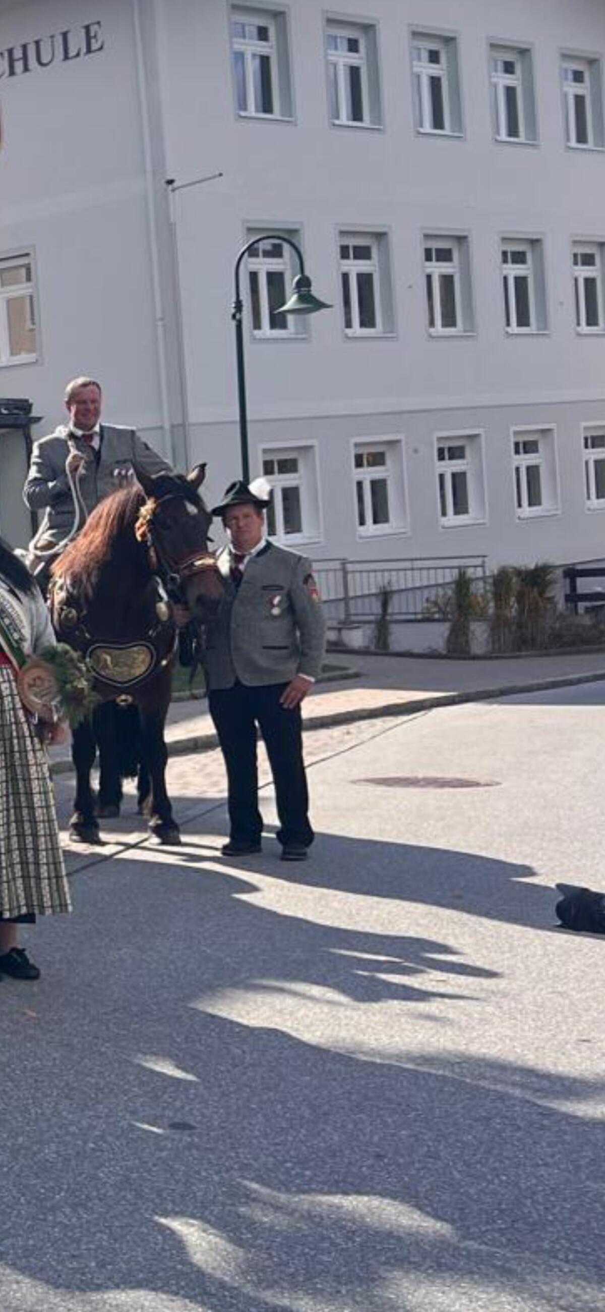 5 jährige Norikerstute 2