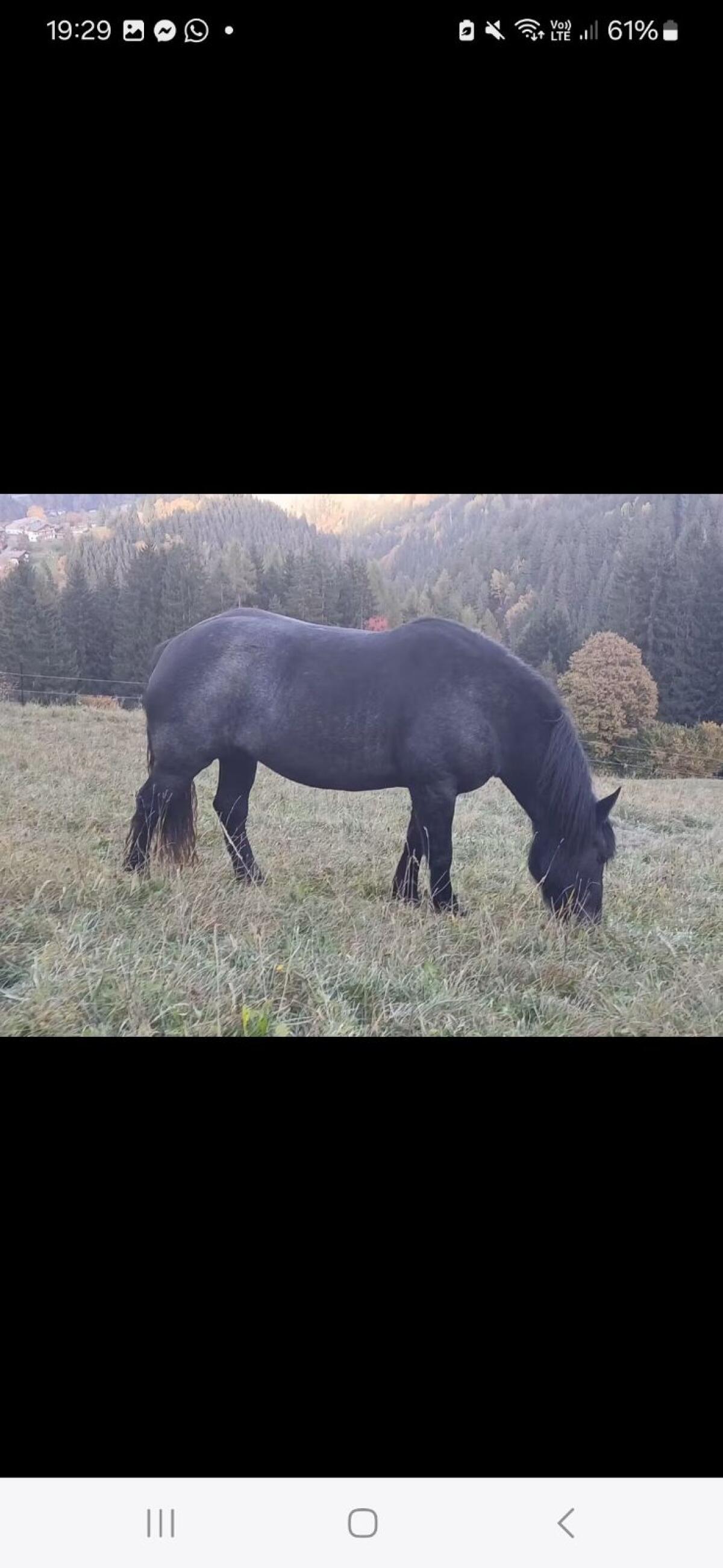 Norikerstute Mohrenkopf 2