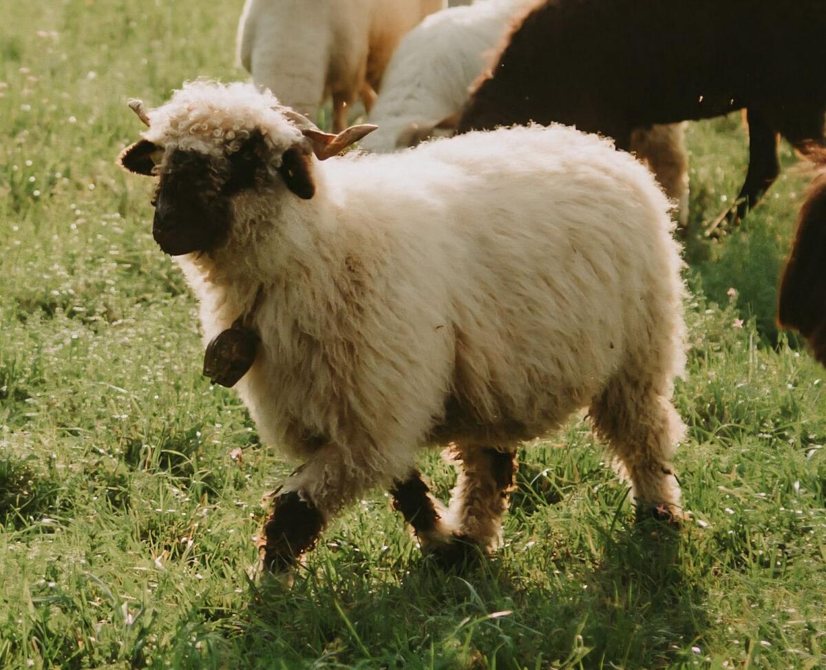 Walliser Schwarznasenschafe 1