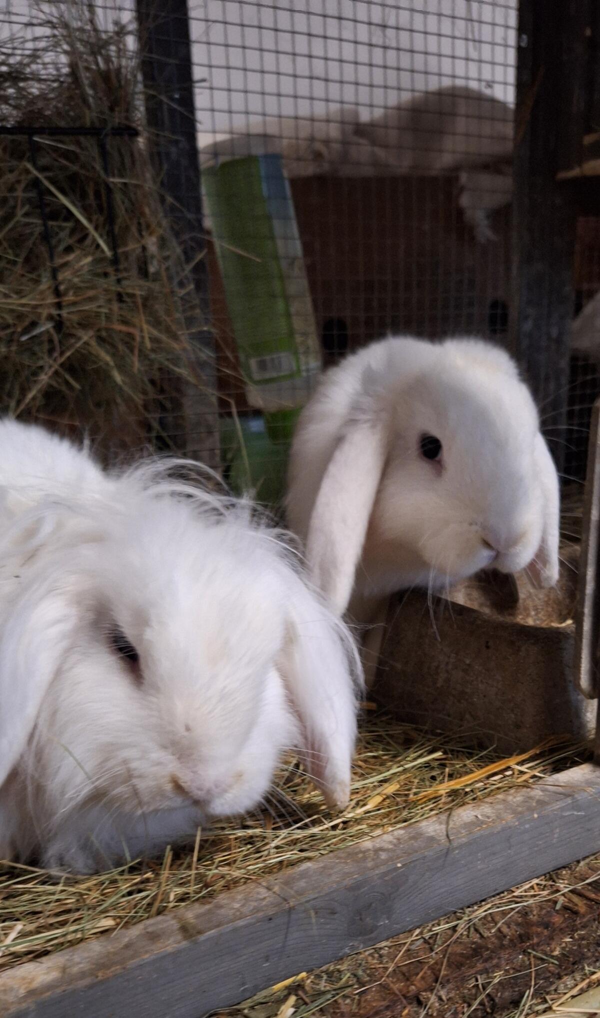 Kaninchen/Rassehasen abzugeben 2