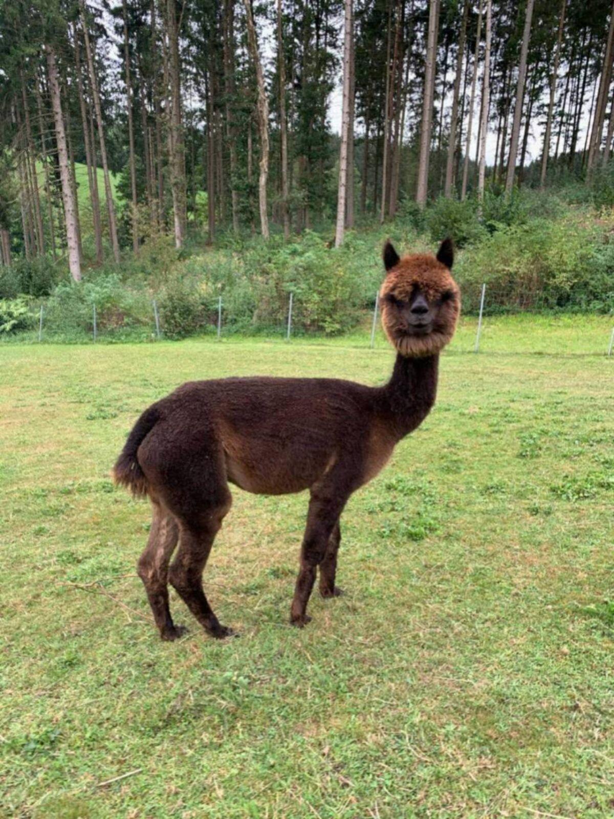 Alpakas 3