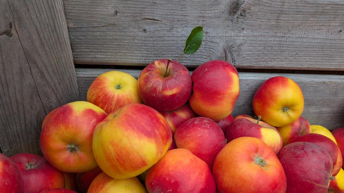 Äpfel Sorte Topaz oder Elstar in Großkisten 3