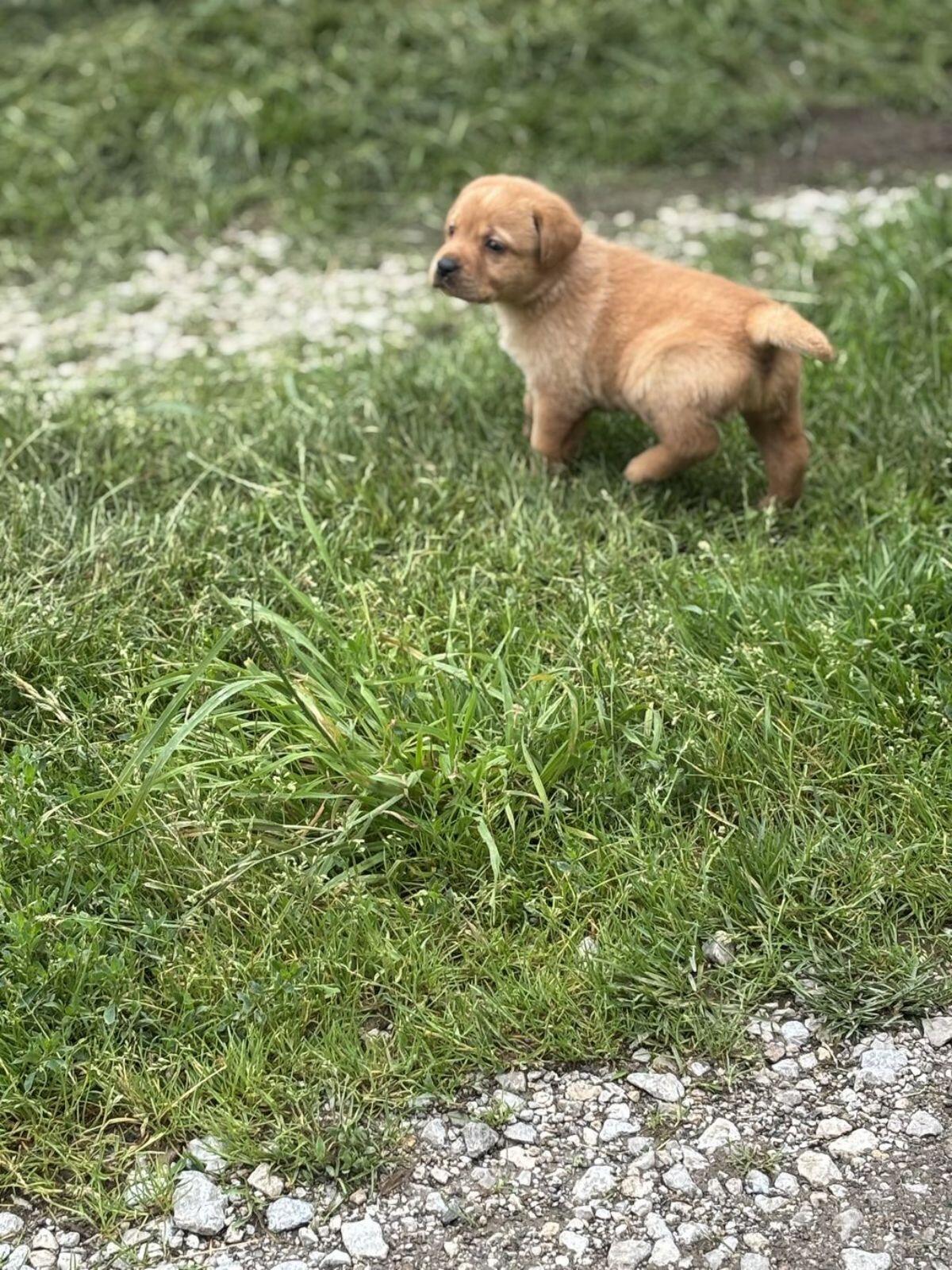 Labradorwelpen mit Ahnentafel 2