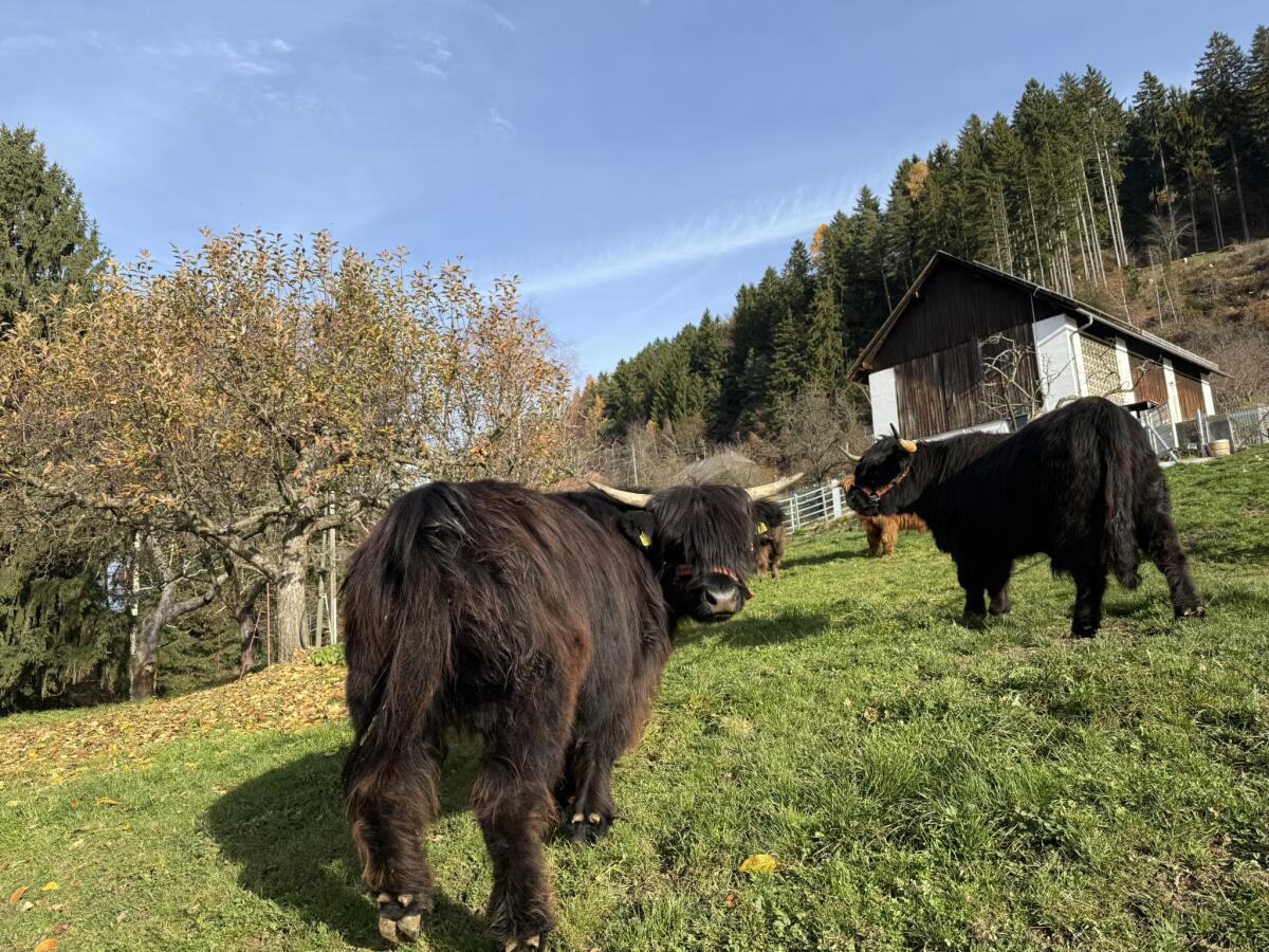 Hochlandrind Kalbinnen 3