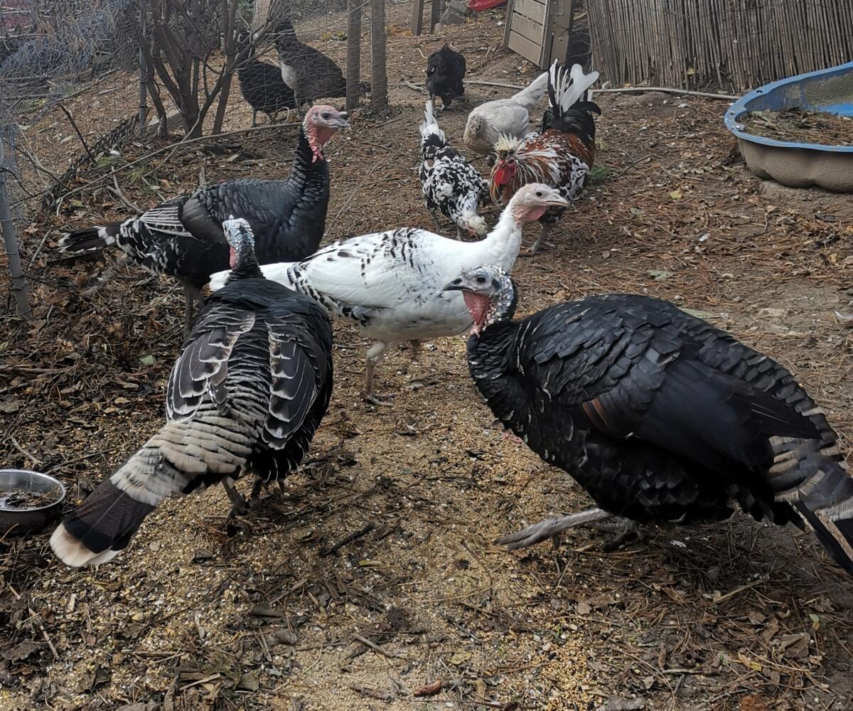 Puten und Putenküken abzugeben 1