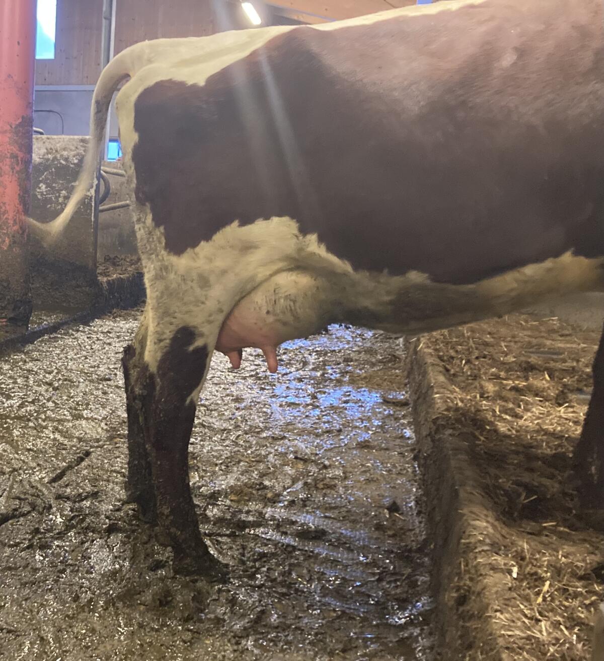 Pinzgauer Jungkuh Bio 3