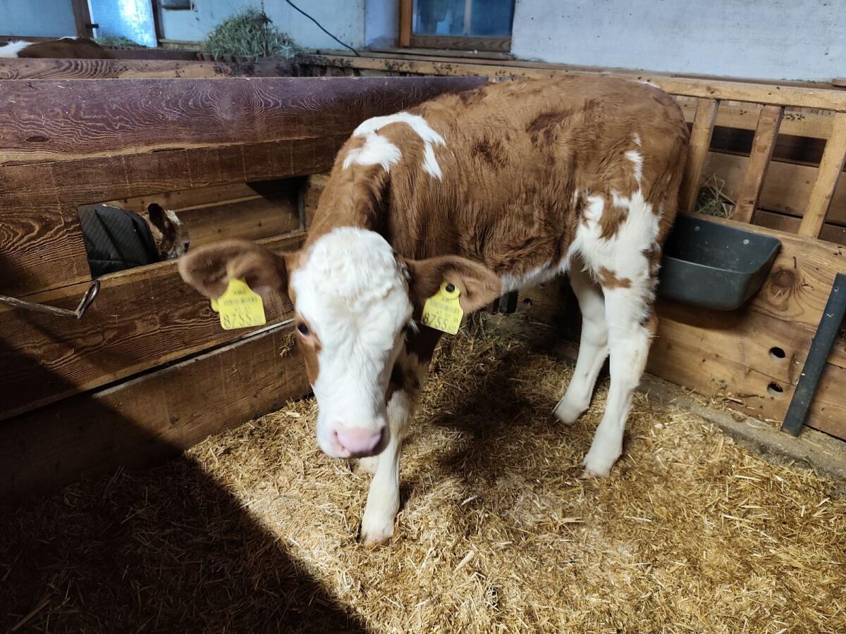 Fleckvieh Zuchtkalb 2