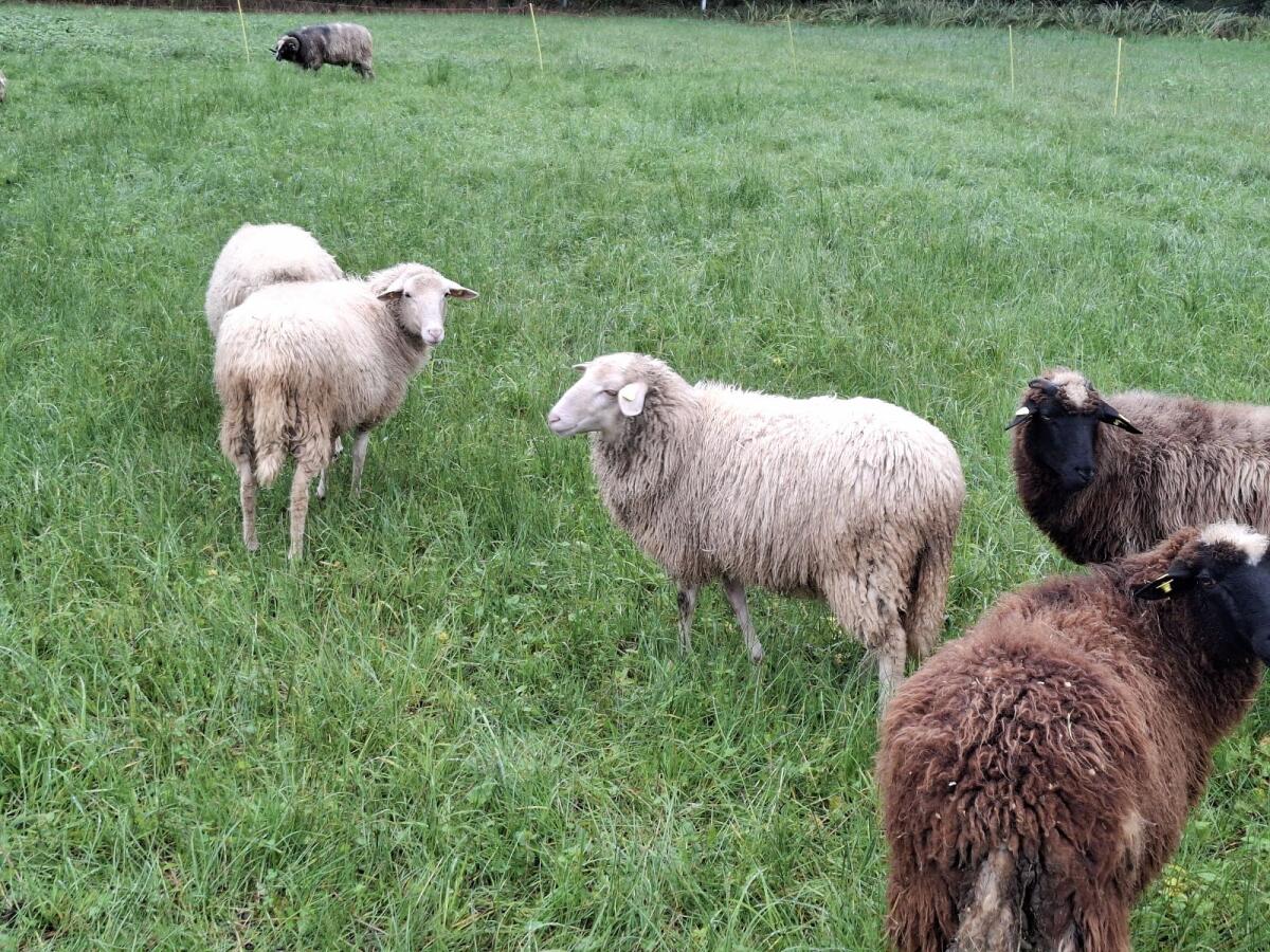 Waldschafe und Krainer Steinschaflämmer 3