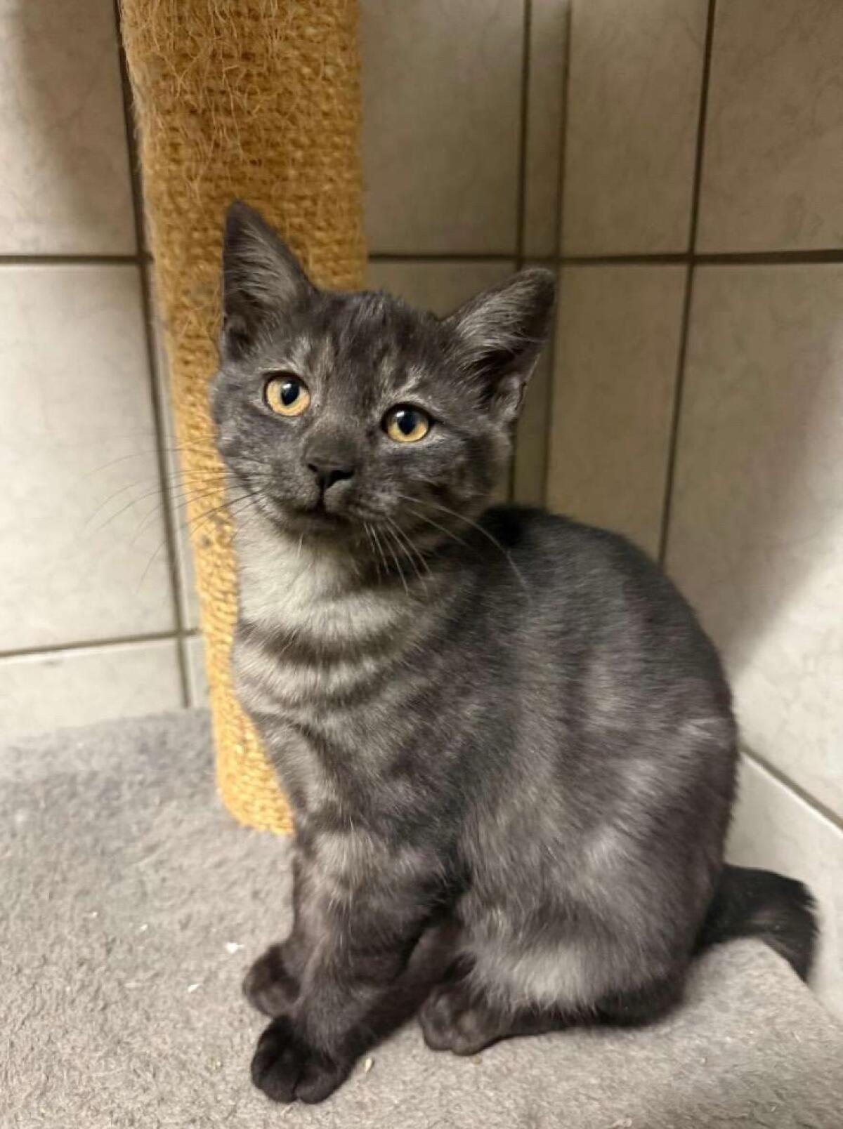 Katzen - Babykatzen - BKH - stubenrein 1