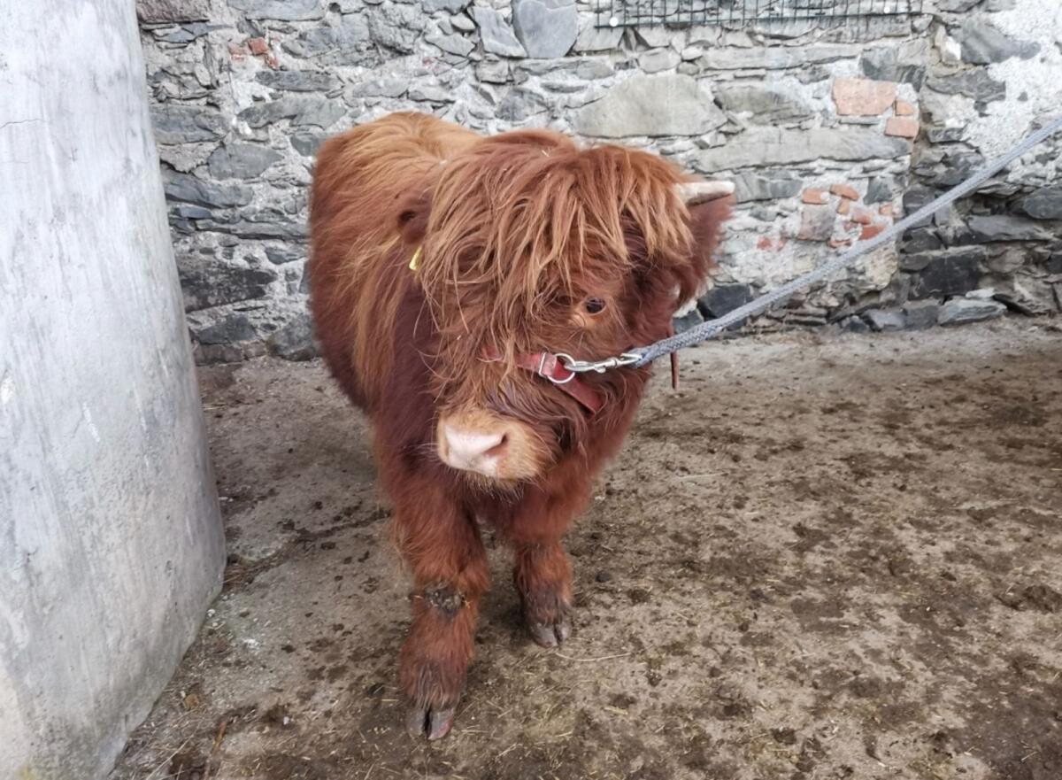 Hochlandrind Stierkalb 1