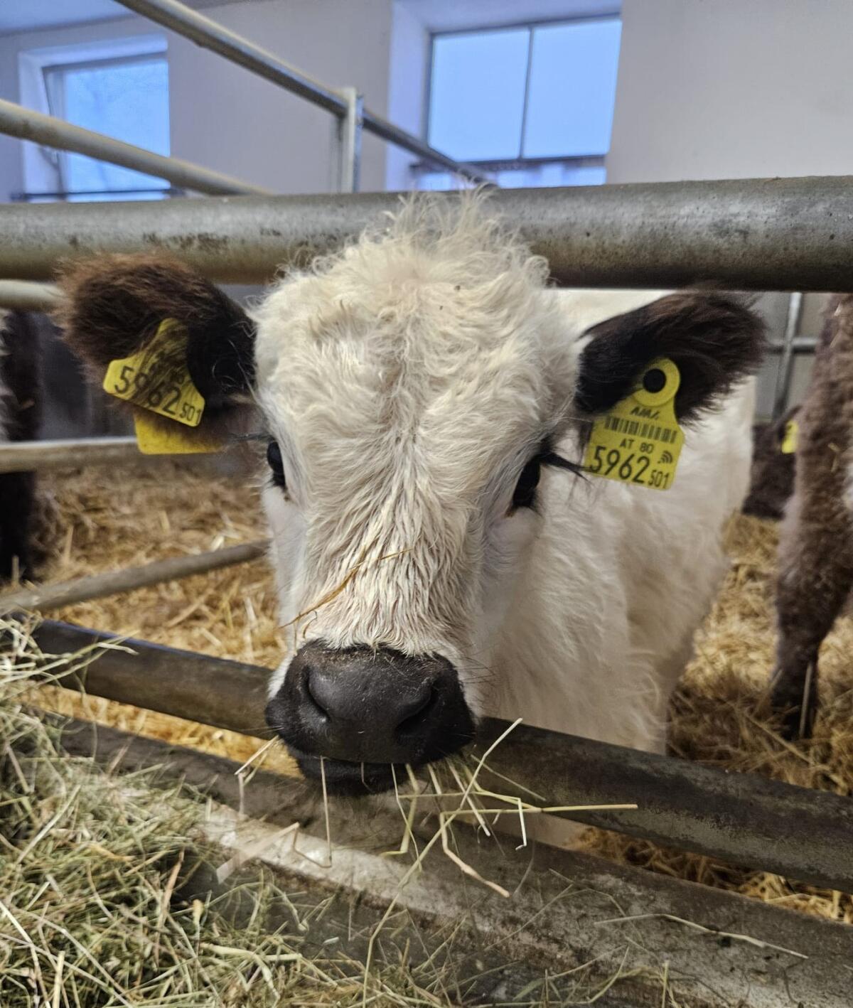 Bio Galloway Stierkalb 3