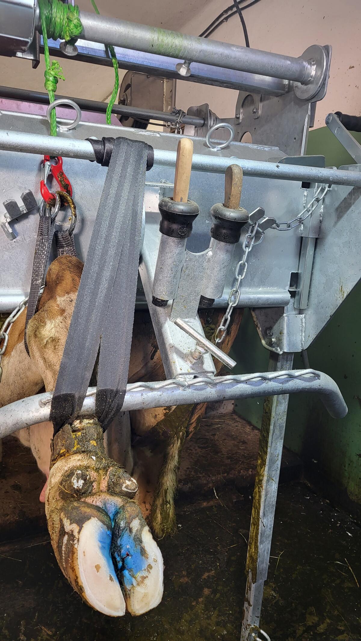 Speed-Fix Klauenpflegestand 2