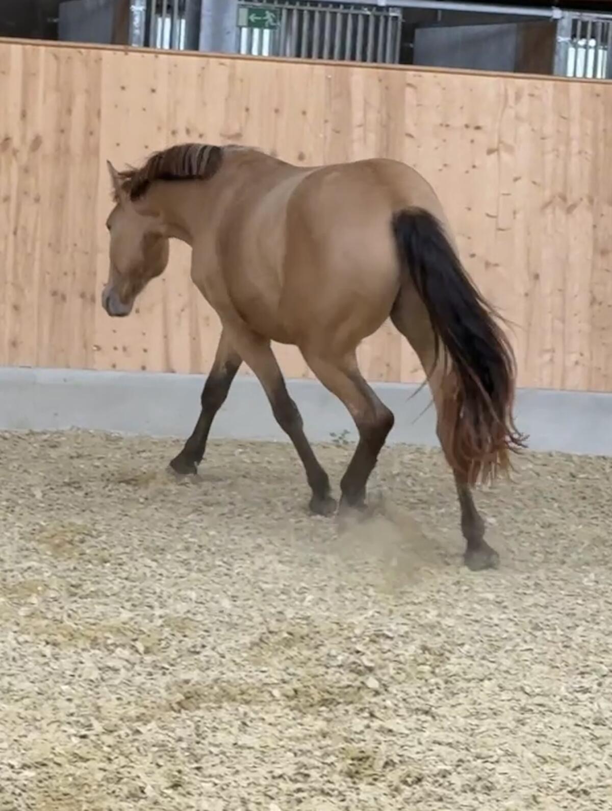 Top französische Kleinpferdstute 2