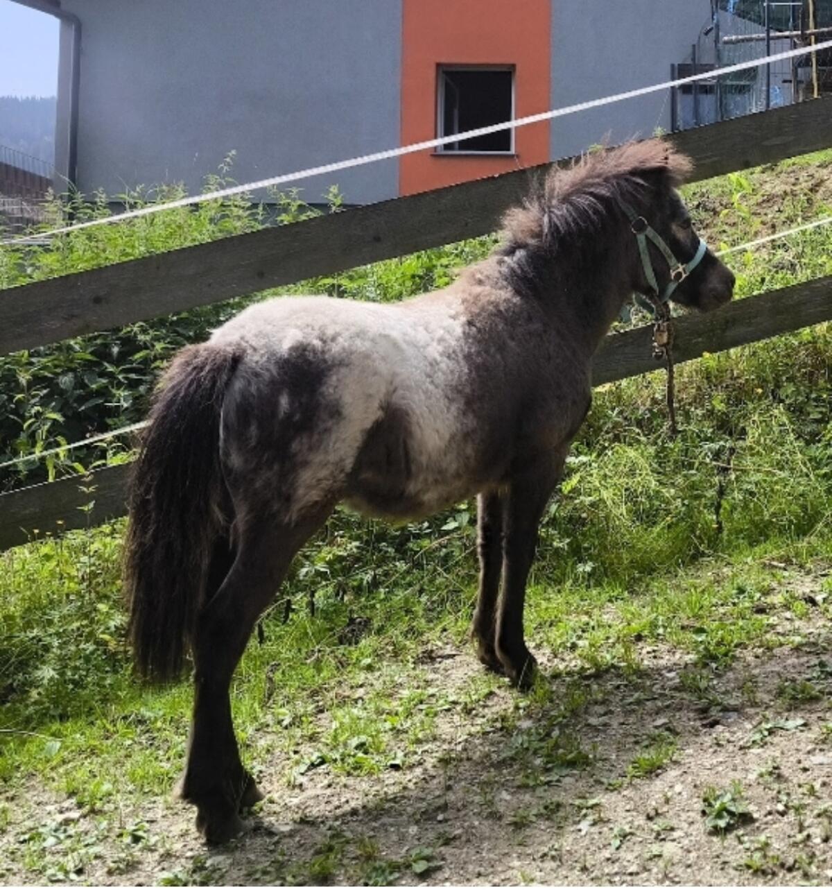 Few Spot Jährling 1