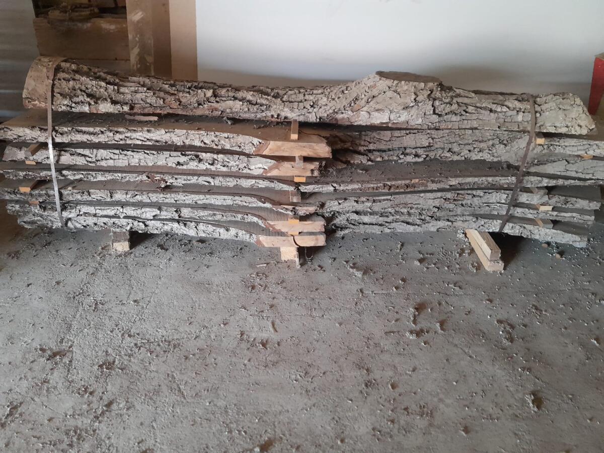 Nussstämme aufgeschnitten 3