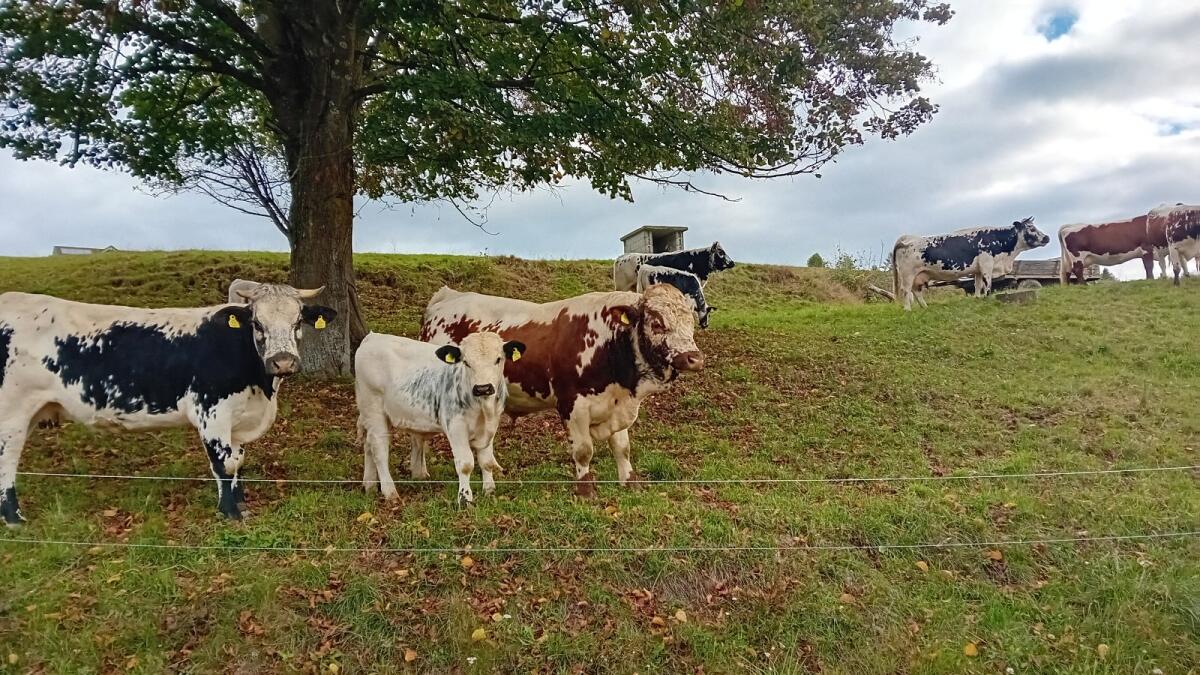 Einsteller Fresser 2