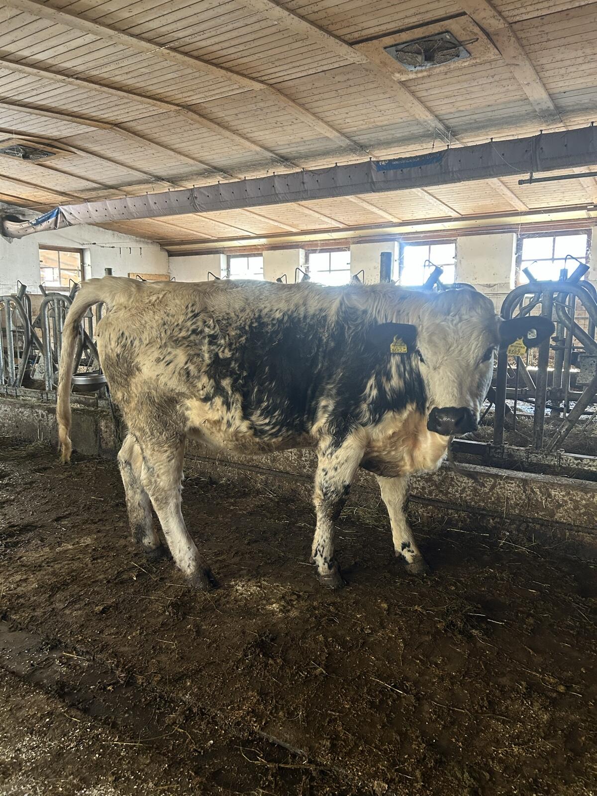 Pustertaler Sprinzen 2