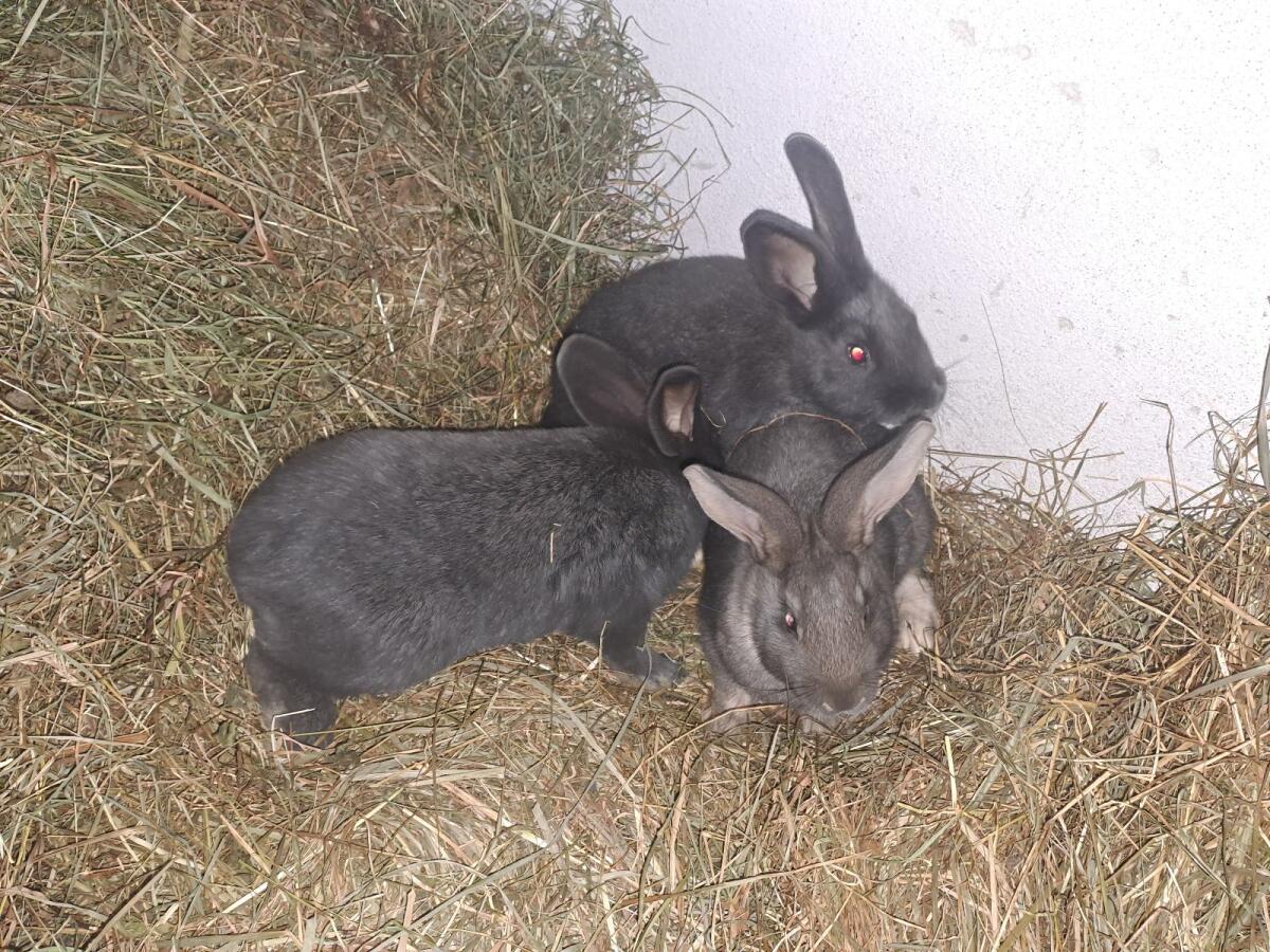 Hasen, Fleischhasen, Kaninchen 2