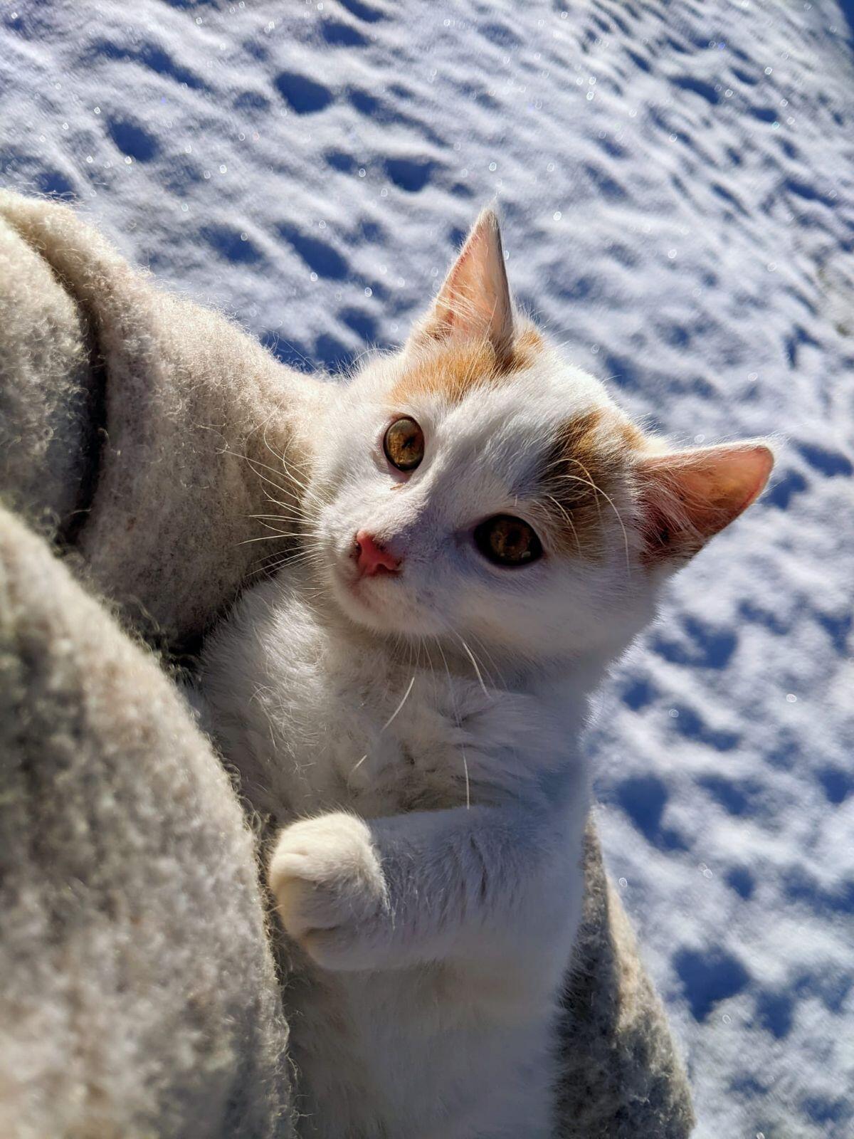 Katzenbaby männlich 1