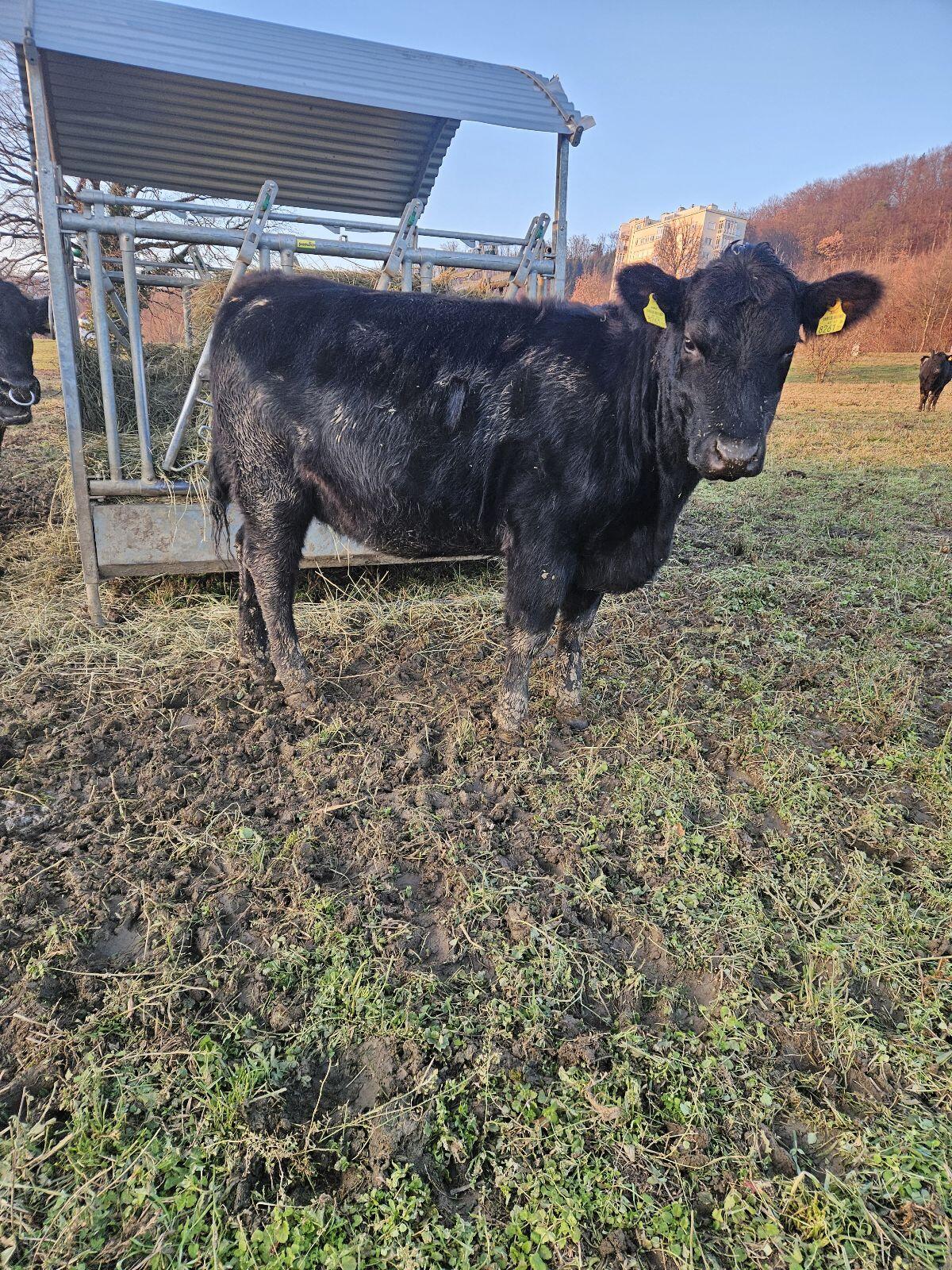 Verkaufe BIO Angus Kalbinnen 1