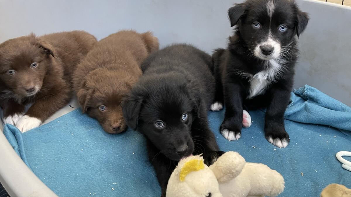 Aussies vom Gut Engelsheim 1