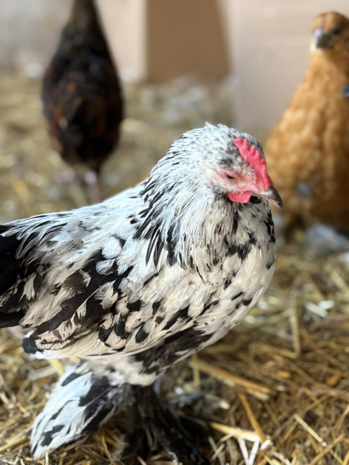 Junge Zwergcochin x Seidenhuhn 2