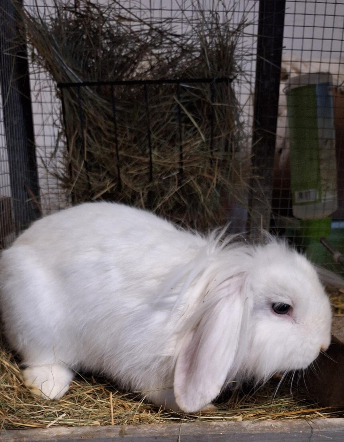 Kaninchen/Rassehasen abzugeben 1